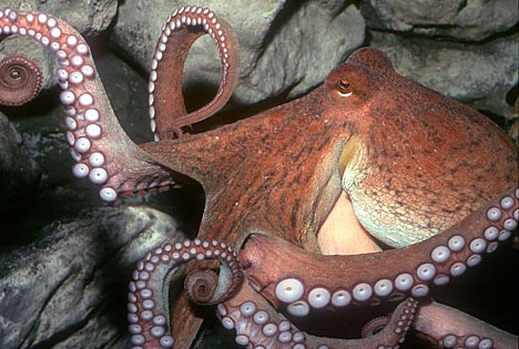 octopus