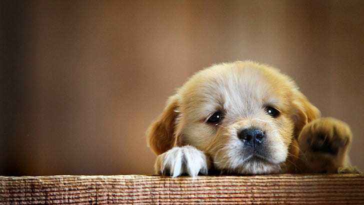 puppy